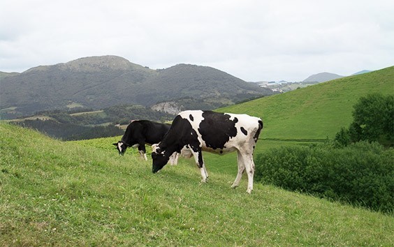 Vacas en el campo